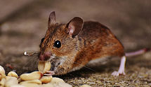 24 Hour & Emergency Exterminators in Air Mail Facility, FL